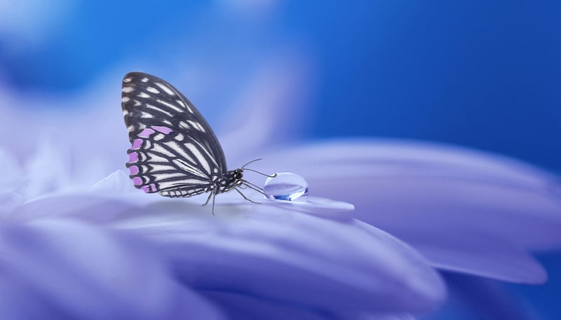Fairy Garden Image